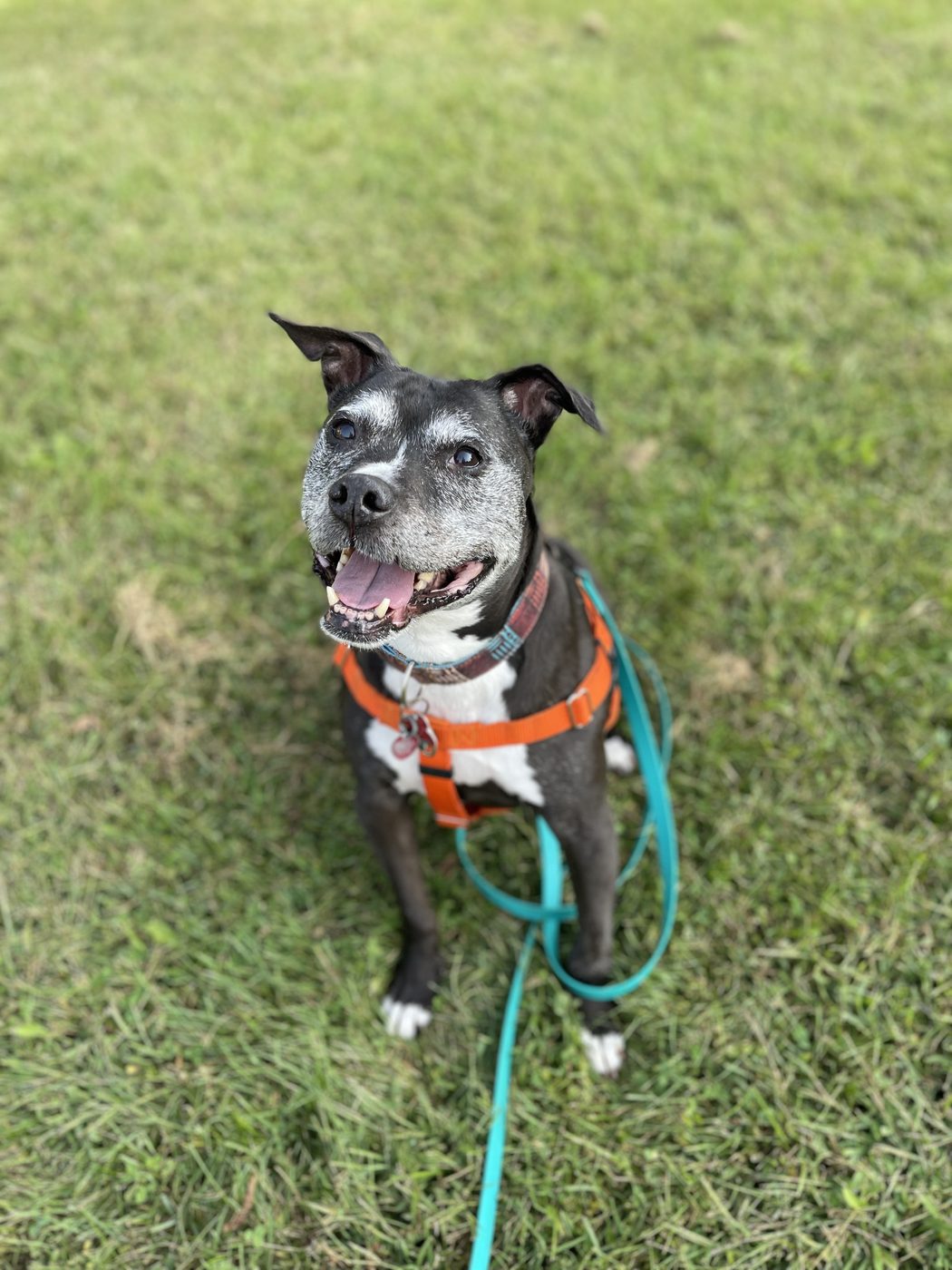 Porter as a senior, his face gone silver, smiling up from the grass in his orange harness