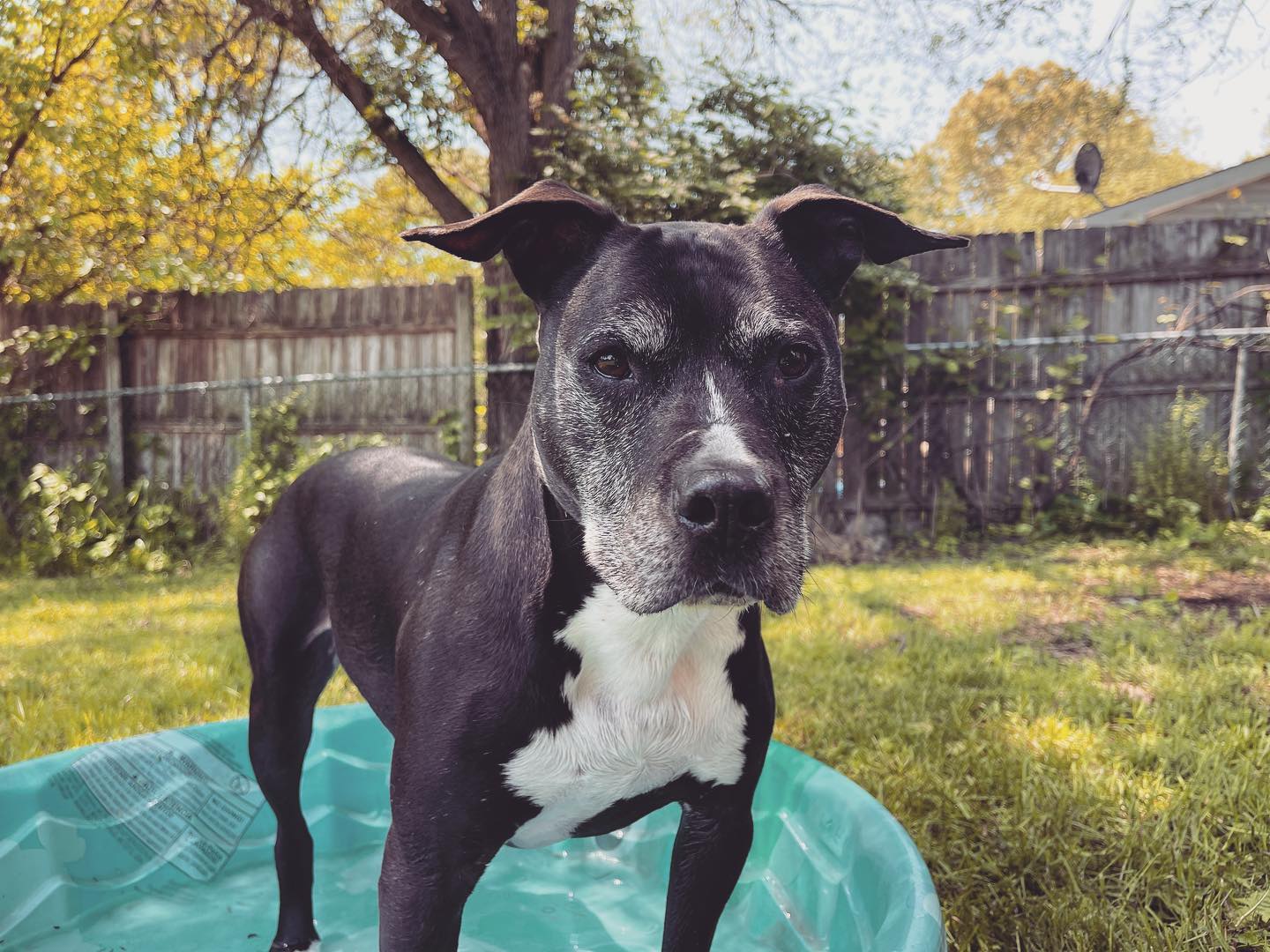 Porter, his muzzle gone silver, standing in a kiddie pool in the backyard