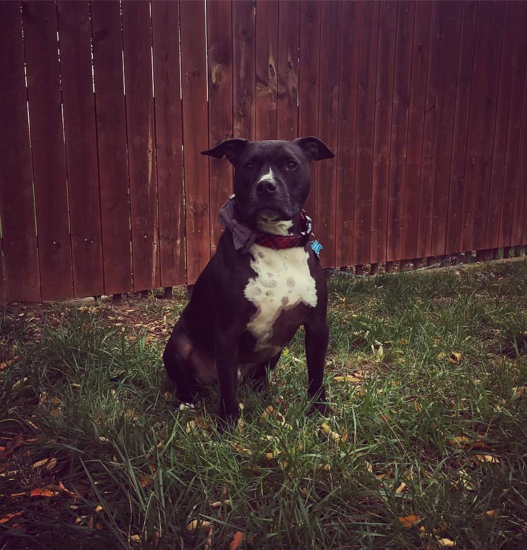 A young Porter sitting in the grass by a wooden fence, his coat still all black